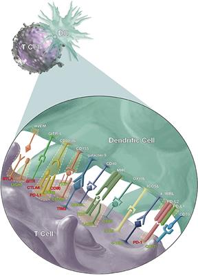 The Contribution of Co-signaling Pathways to <mark class="highlighted">Anti-malarial</mark> T Cell Immunity